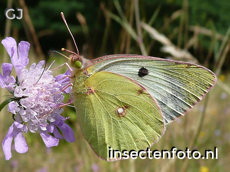 vlinder (1320*990)